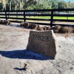 street address on river rock sandblasted engraved