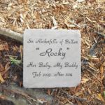 rocky the yorkie